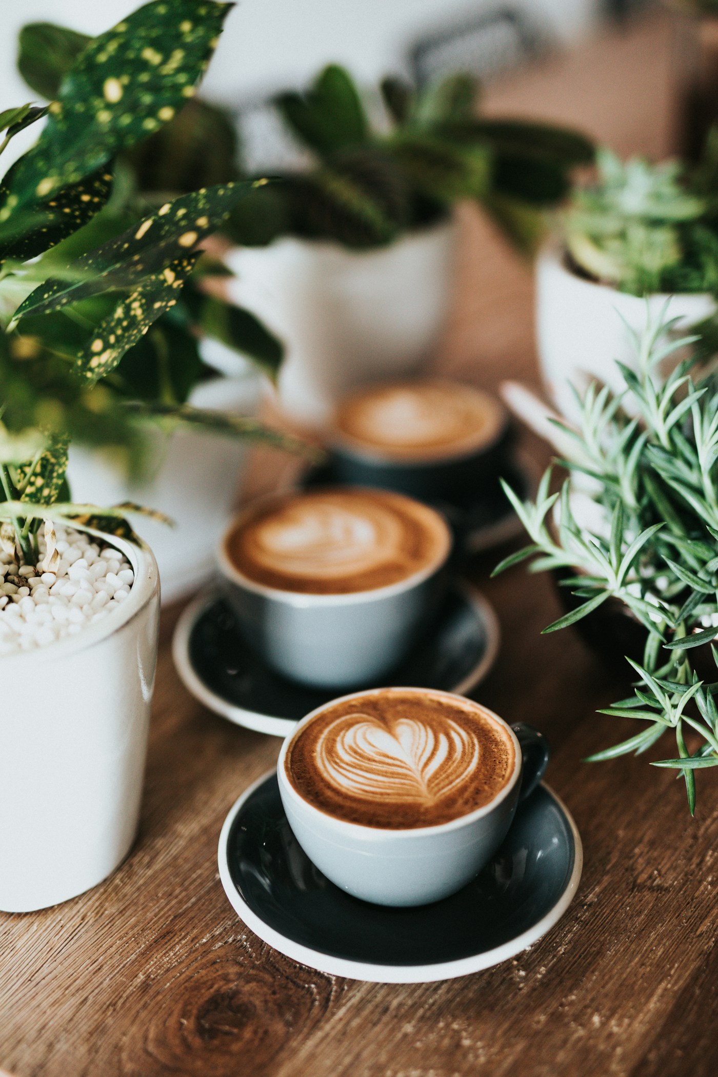 Specialty coffee cups lined up for cupping evaluation